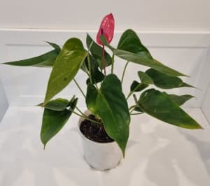 Anthurium Salmon pink in a 180mm pot.
