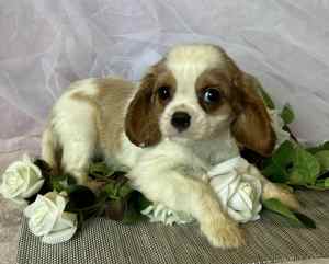 Gorgeous King Charles Cavalier Male Pup for Sale