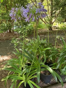 Agapanthus Plants Blue / Purple in Pots