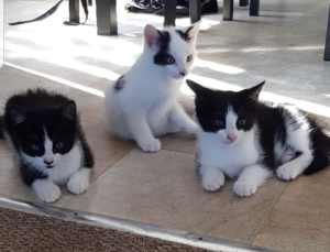 Beautiful kittens ready to go to their forever Homes negotiable. 