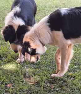 Giveaway Two Border Collies 