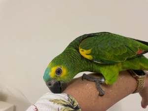 Blue Fronted hand reared babies. Females