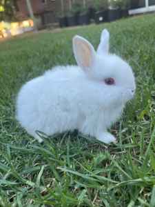 New Zealand Baby rabbits/bunnies