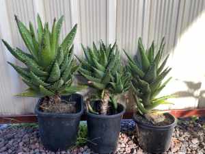 Large Aloe Vera Plants in Pots $10 each