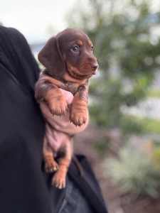 Purebred miniature dachshund
