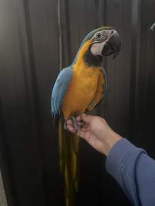 Female blue and gold macaw for sale