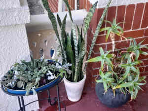 3 pot plants available 