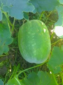 Winter melon for sale