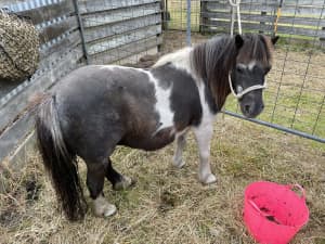 Wanted: Small pony’s