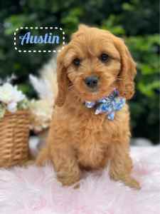 💕Mini Ruby Cavoodle Puppies ready now 💕