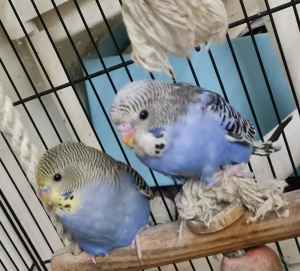 free 3 male budgies ... ALL HAVE BEEN RE HOMED NOW