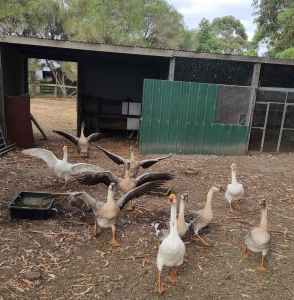 Chinese Geese for Sale $90 