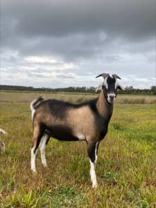Free Goat , very friendly 