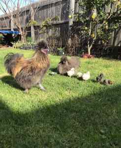 FREE Roosters x 4 (Breeding quality) 