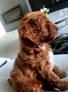 Cavoodle Therapy Puppies DNA Tested