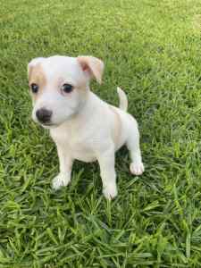 Pure Bred Jack Russell Puppies (Currently 5 Weeks Old)
