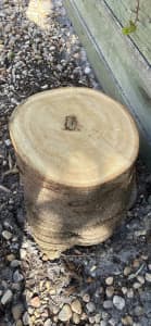 Timber stumps in different sizes
