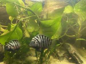 1 x female convict cichlid with babies included
