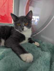 Boots rescue kitten SK6252 vetted-Joining PETstock Baldivis