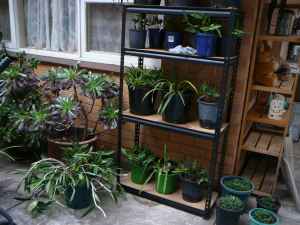Succulent, Orchard, Fern, etc. Plant Sale. Garden & Plant Books.