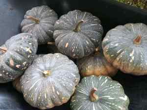 Whole Pumpkins For Sale Cheap & Fresh Price Is For Whole Pumpkin 