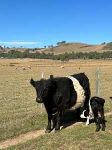 Mummy Belted Galloway and her baby