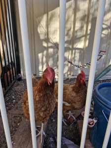 chickens for sale, lots of eggs and great pets also 