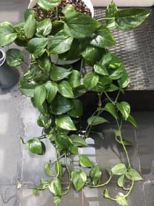 Epipremnum Aureum | ‘Golden Pothos’ | ‘Devils Ivy’ | Extra Large