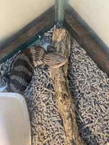 Blue tongue lizard for sale without the enclosure