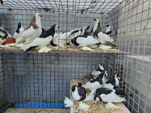 Australian Saddle Back Pigeons 