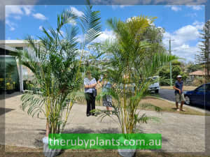 Golden cane palms / 1.9-2.3m tall / 30cm pot / Majestic Tropical Aesth