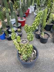 Rare Cereus Monstrose Cactus from $20