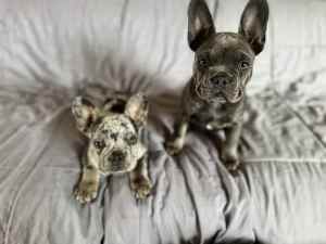 *Price reduced* French bulldog pup