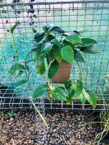 Monstera plant 🪴 Thriving