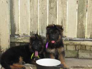 Purebred Pedigree German Shepherd Puppies with Dogs Qld papers