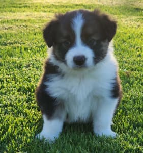 Pure bred Border Collie Puppies 