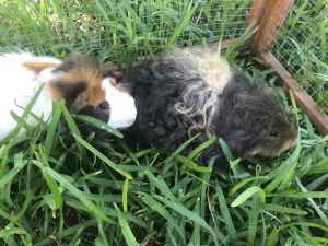 Male Guinea Pigs - young bonded pair