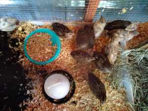 King quails.females and males