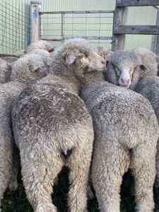 Merino ewes in lamb to White Suffolk