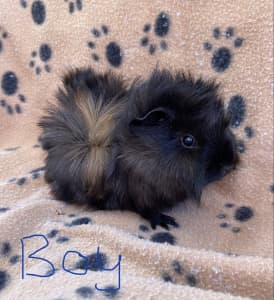 Baby Boy Guinea pig for sale