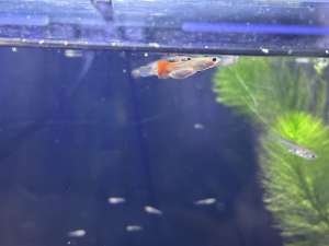 Mixed Guppy Fry - dumbo & lyre tail