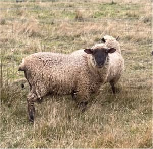 Suffolk ram lambs - good homes only!