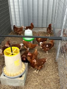 Point of Lay Chickens