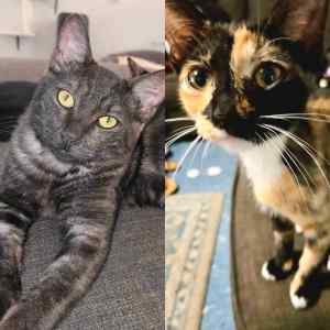 Ash & Calypso - Perth Animal Rescue Inc vet work cat/kitten