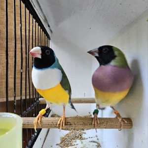 SOLD Show Pair White & Purple Breast /SPLIT BLUE Gouldians Finches