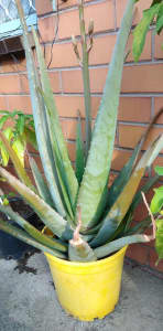 Aloe vera(leaves over 32cm) in pots