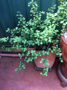 Jade Succulent in Terracotta Pot