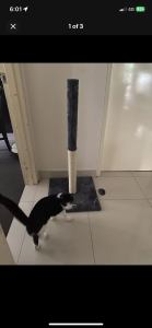 Unused cat scratching post 102cm