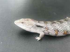 Northern blue tongue female