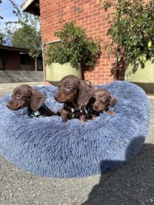 Chocolate dachshund puppies